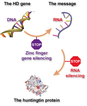Unlike ASOs and siRNA, which target RNA, ZFPs target DNA.