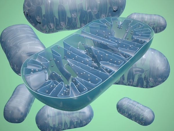 Nearly every cell of our body is packed with power plants, called 'mitochondria'.  Coenzyme Q10 helps mitochondria make energy.  