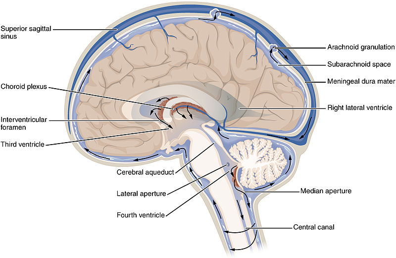 The cerebrospinal fluid, or CSF, circulates throughout the brain and