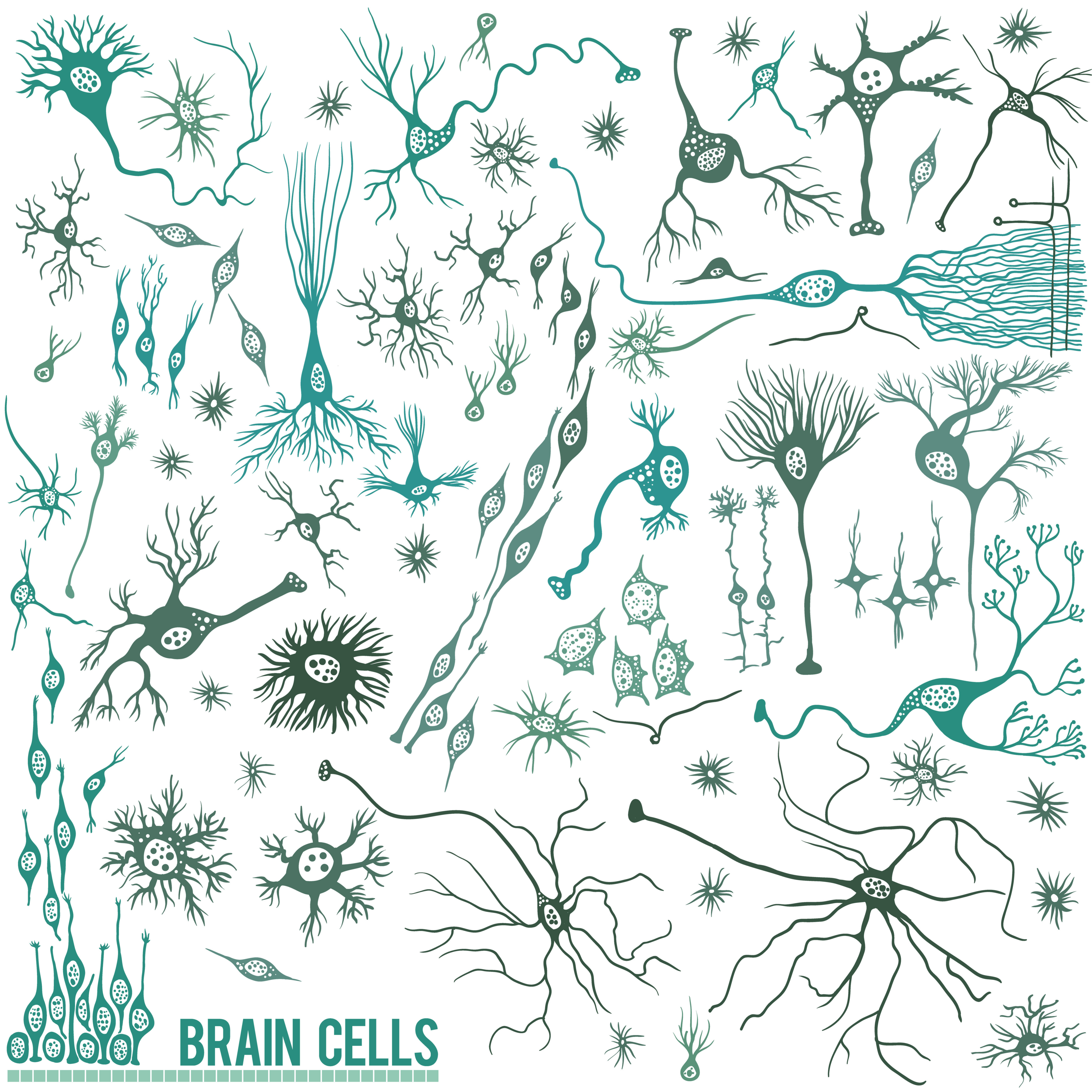 Brain cells: There are lots of different cell types in the brain; neurons are just one. But neurons happen to be a particularly vulnerable cell type in HD.