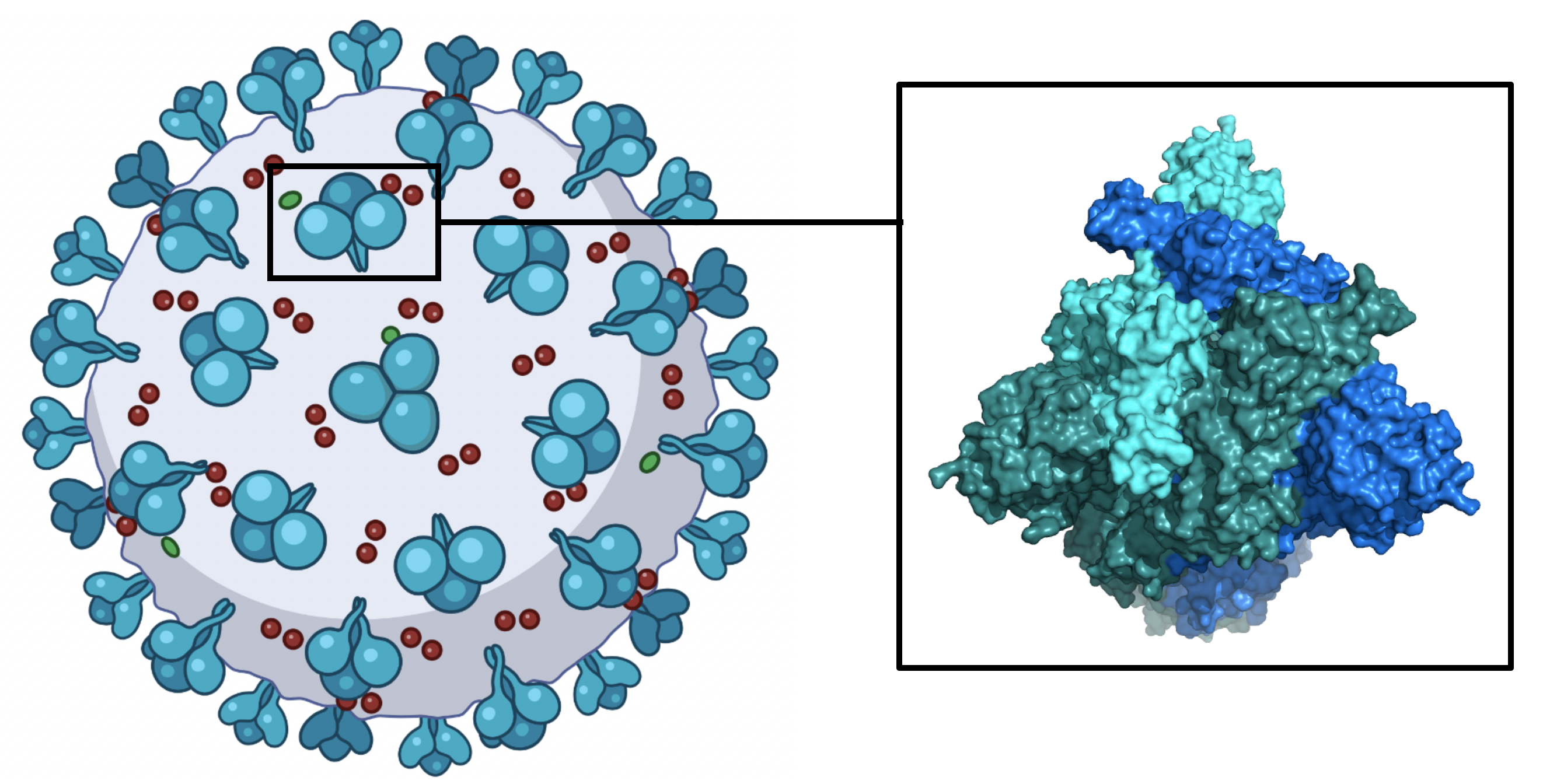 mRNA COVID-19 vaccines give our bodies the instructions to make a harmless fragment of the COVID-19 spike protein which is found on the surface of the virus. When our immune system encounters the spike protein, our bodies will develop an immune response against this protein. That means that if we are infected with COVID, we will then be able to fight it off.  Image made with Biorender.   