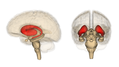 TRACK-HD fann att de tidigaste förändringarna sker i den djupa delen av hjärnan som kallas striatum  