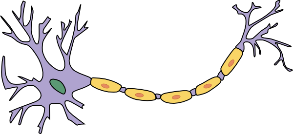 I den här bilden är neuronets dendriter de fina utsprången till vänster. Neuronets "soma" är cellkroppen (här i purpur). De långa utsprången till höger är neuronets "axon".  