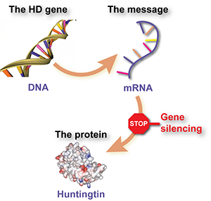 Nedtystning av gener minskar nivåerna av huntingtin genom att hindra dess RNA att avkodas av cellen  